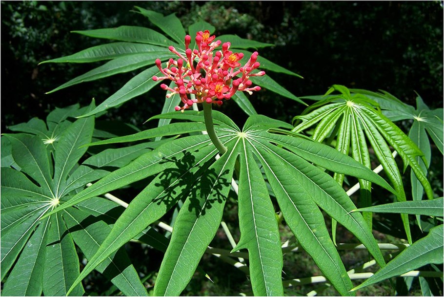 Ятрофа Куркас Jatropha curcas
