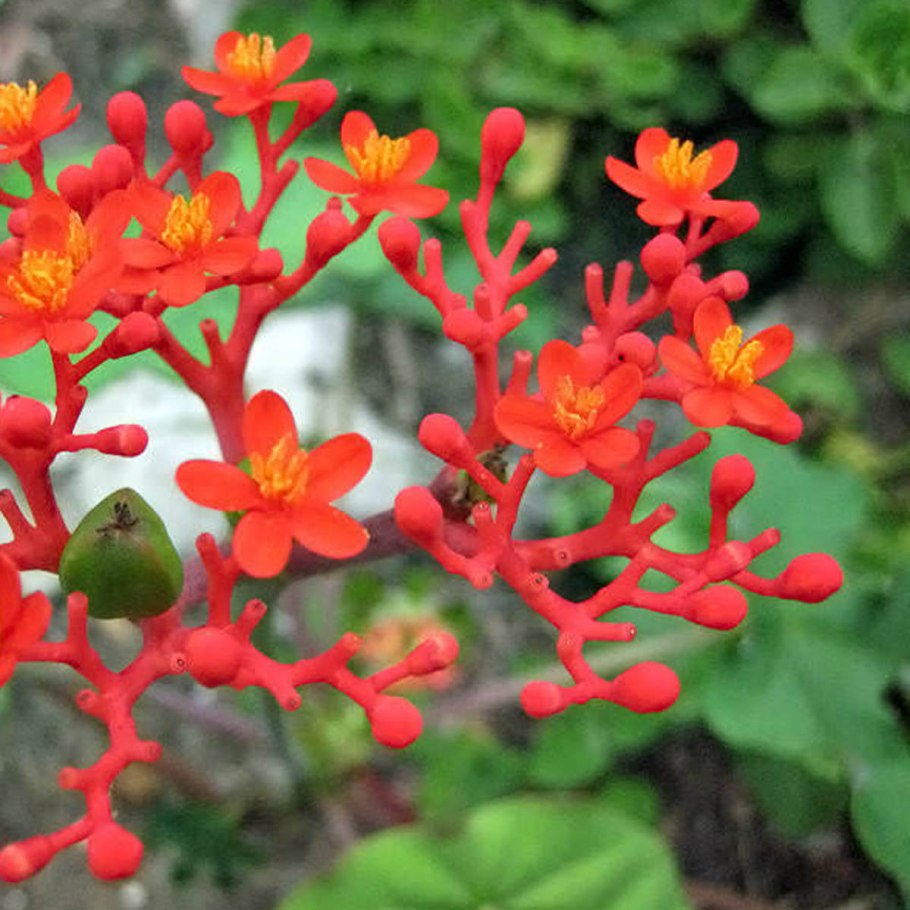 Цветок ятрофа подагрическая