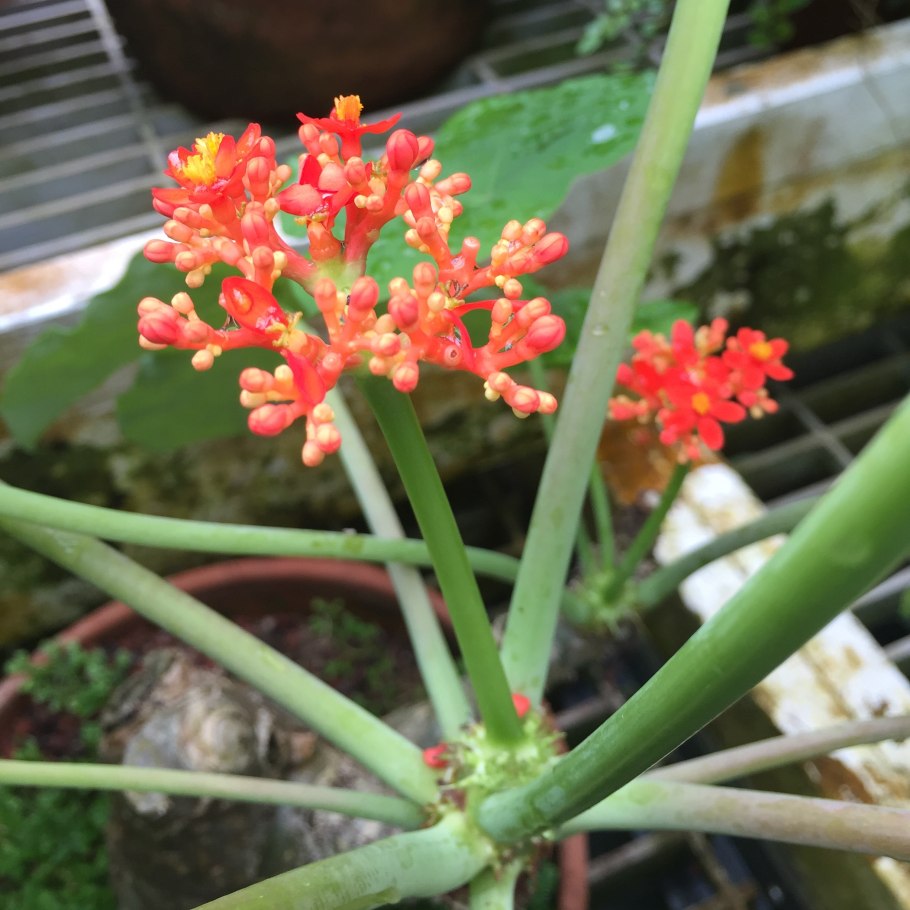 Ятрофа мультифида