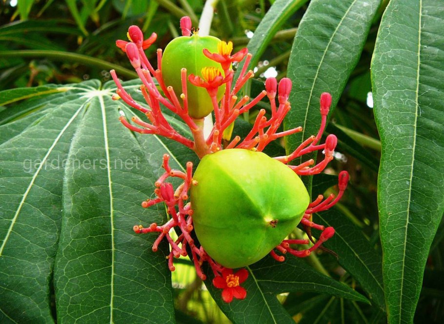 Ятрофа цветок