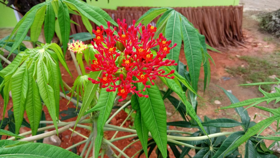 Ятрофа Куркас фото