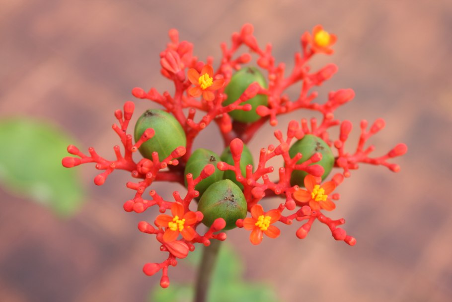 Ятрофа интегеррима