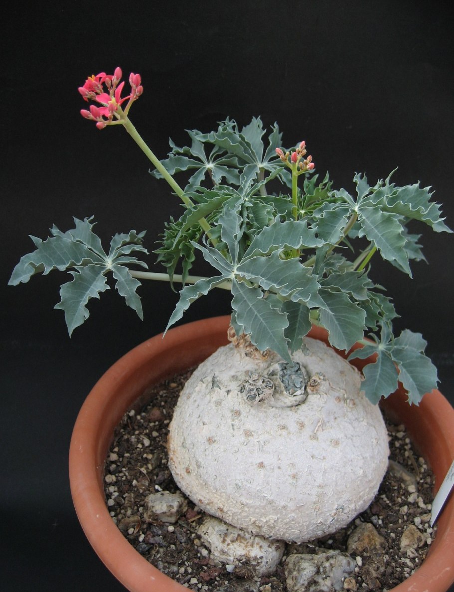 Ятрофа подагрика