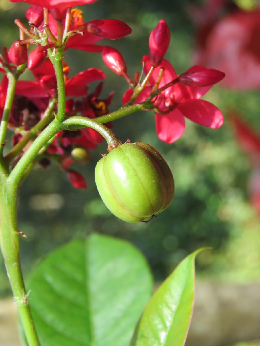 Jatropha ellenbeckii
