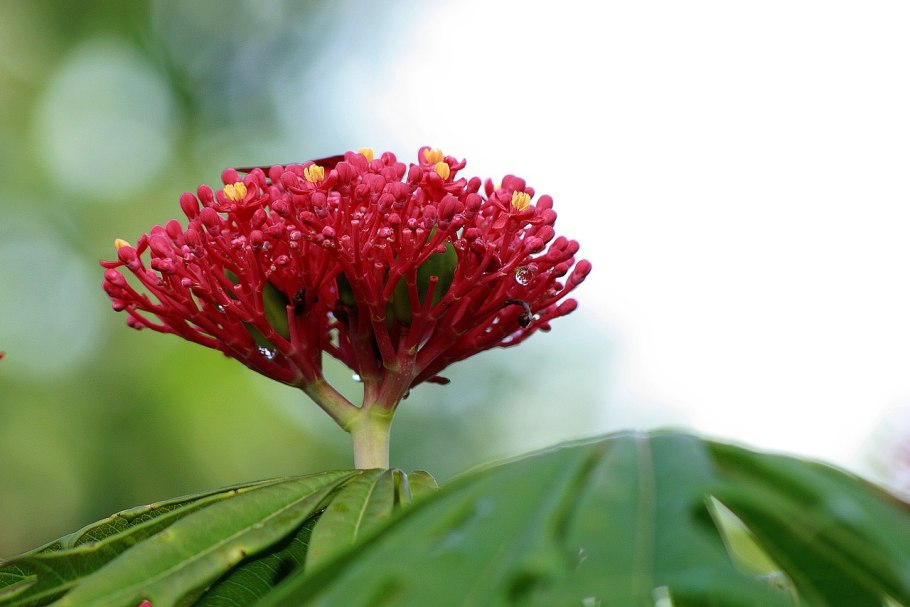 Ятрофа подагрическая оранжевая d 13