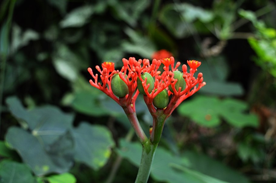 Пальма ятрофа