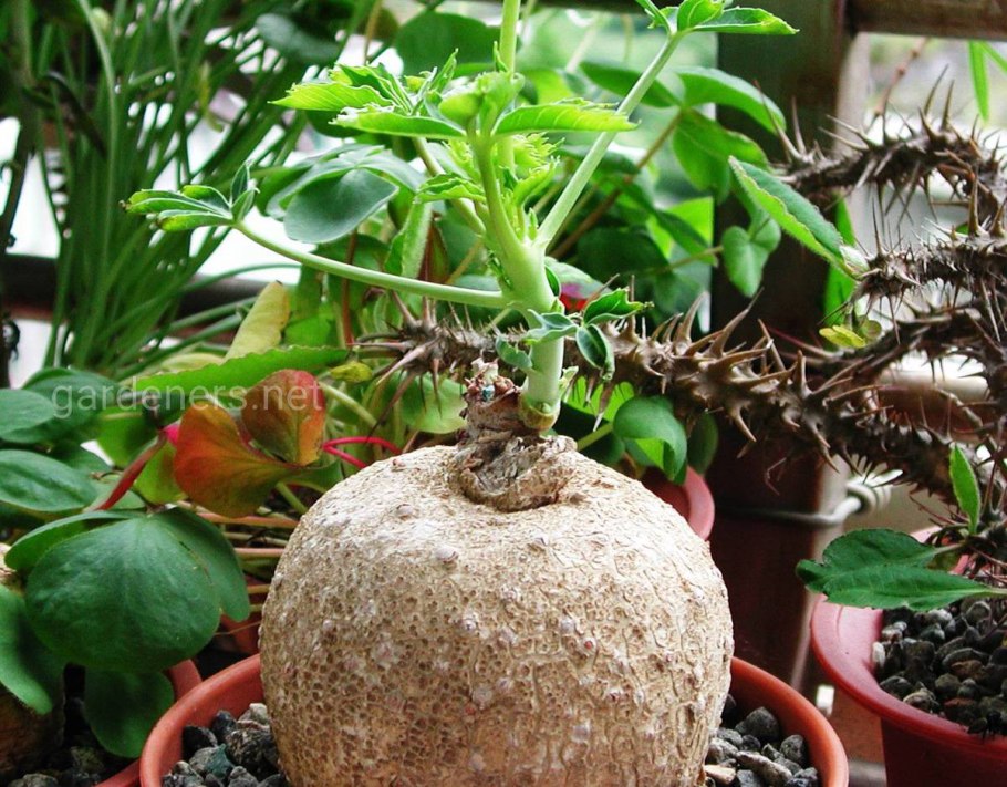 Цветок ятрофа подагрическая