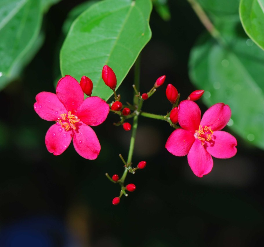 Ятрофа подагрическая оранжевая