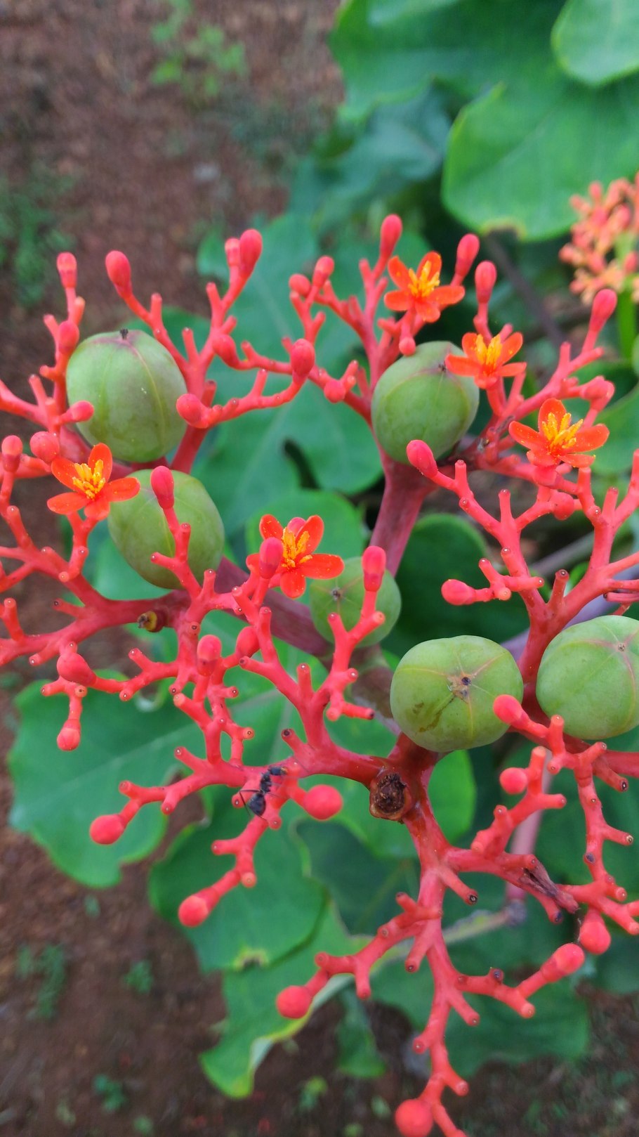 Ятрофа бутылочное дерево