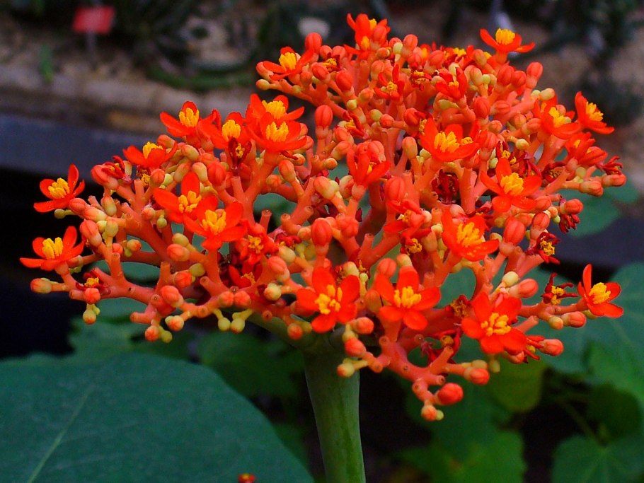 Ятрофа подагрическая (Jatropha podagrica)