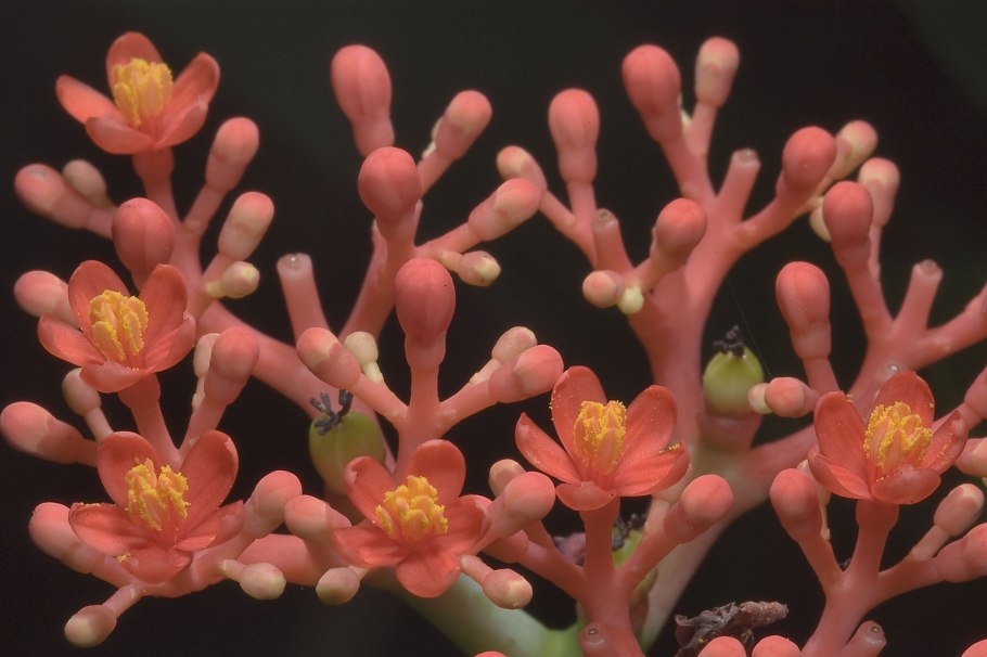 Ятрофа комнатный цветок