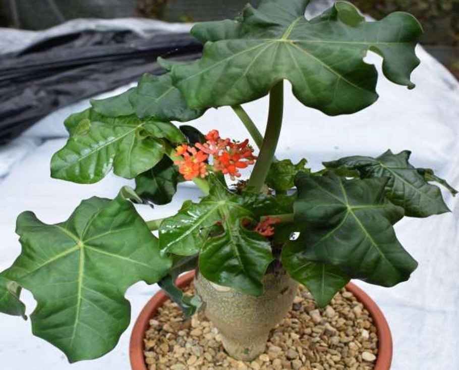 Ятрофа растение