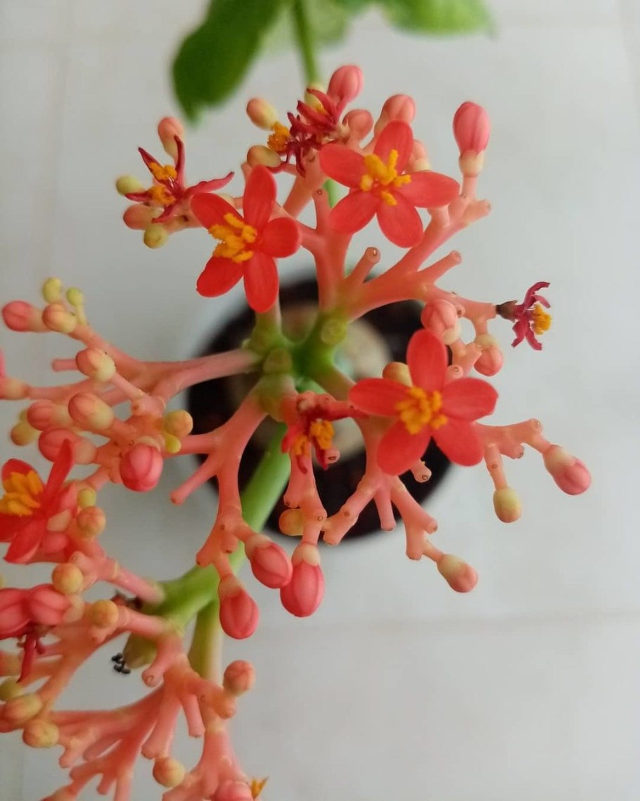 Ятрофа подагрическая оранжевая с3