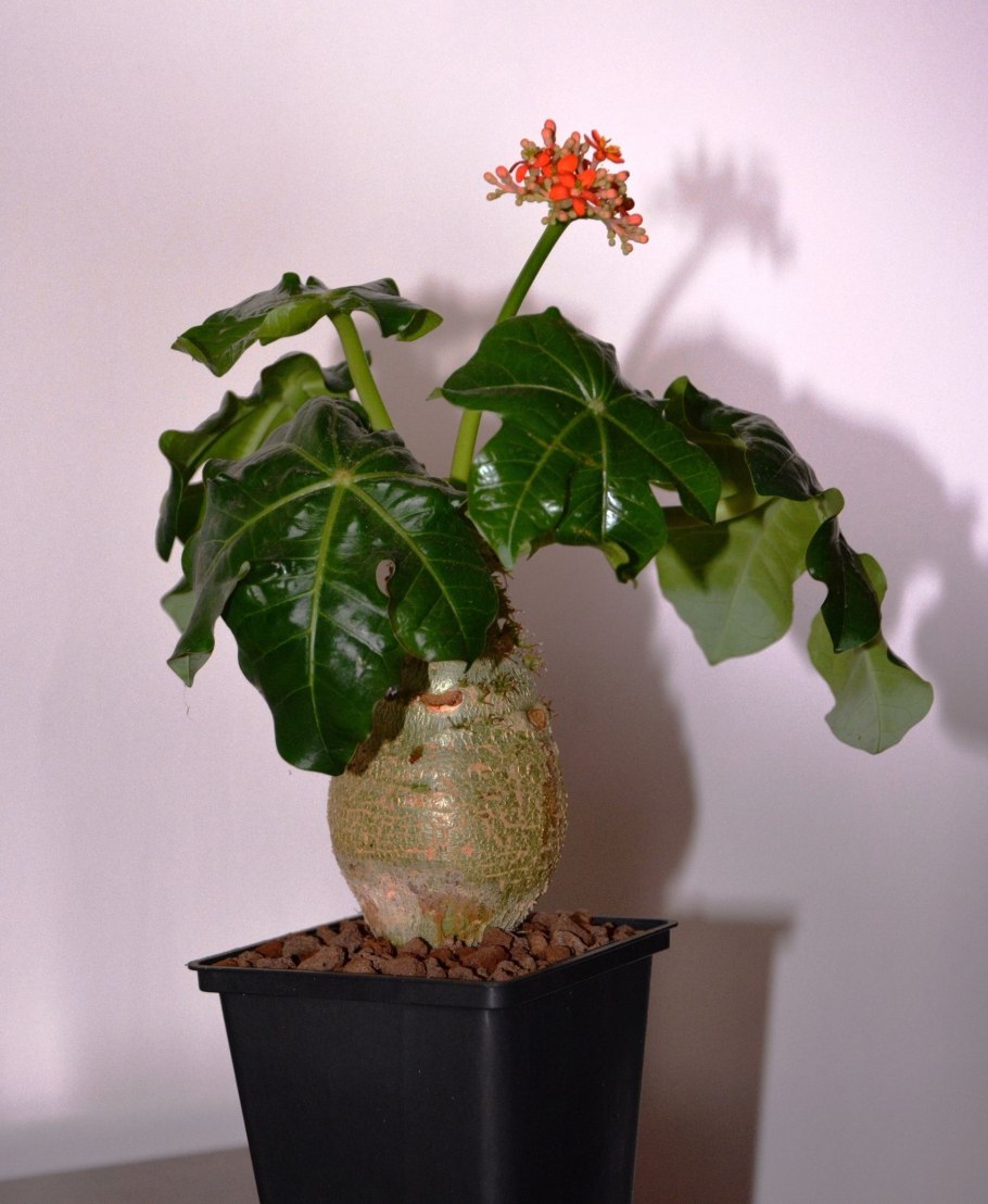 Цветок ятрофа подагрическая