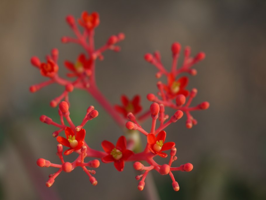 Ятрофа ядовитая