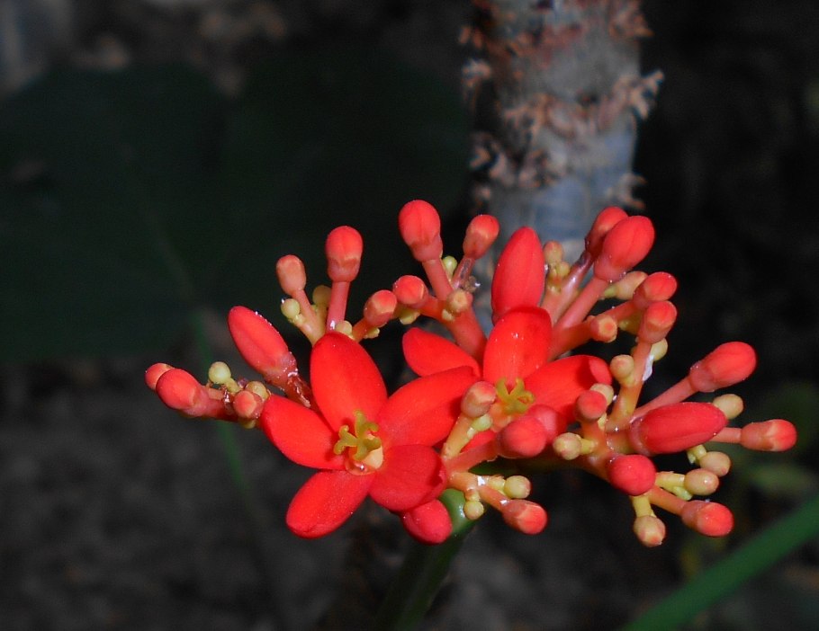 Jatropha podagrica