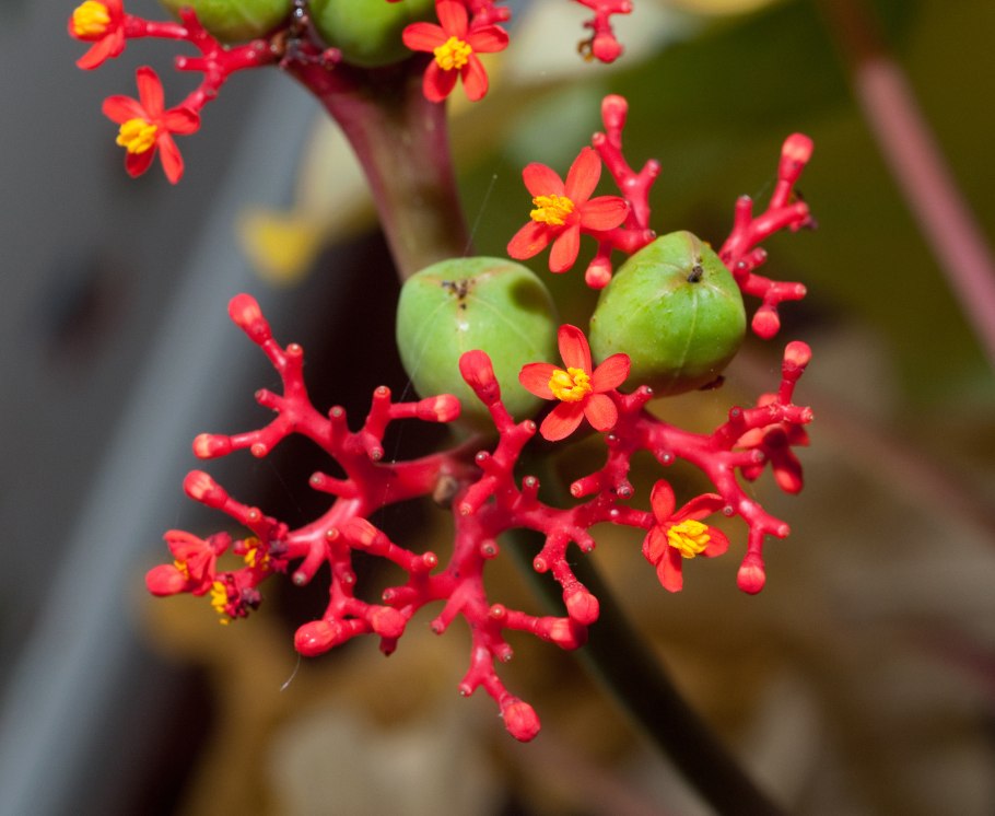 Ятрофа ядовитая (Jatropha curcas)