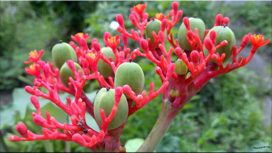 Ятрофа растение