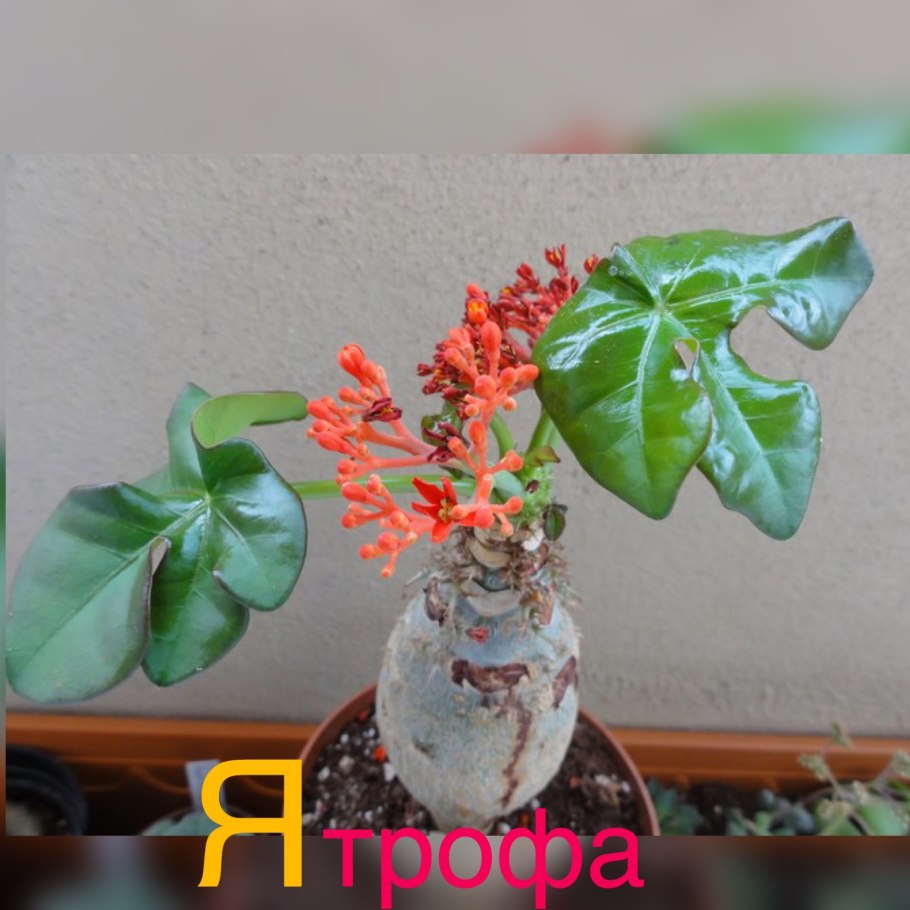 Jatropha macrantha