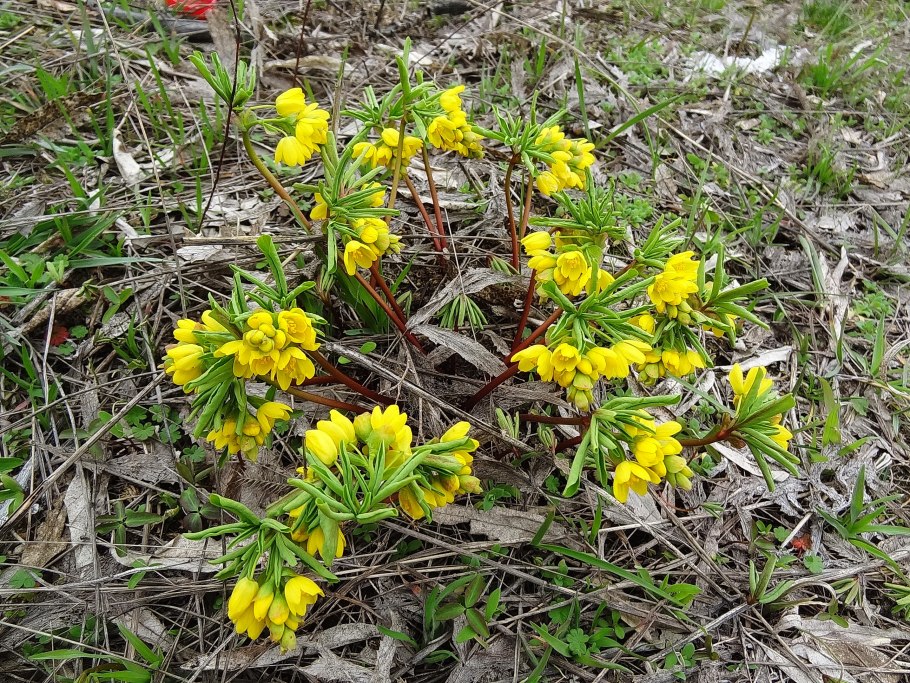 Папоротники гимноспермиум Алтайский