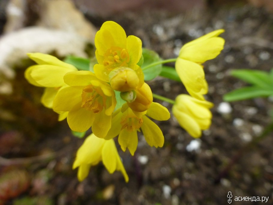 Леонтица Алтайская