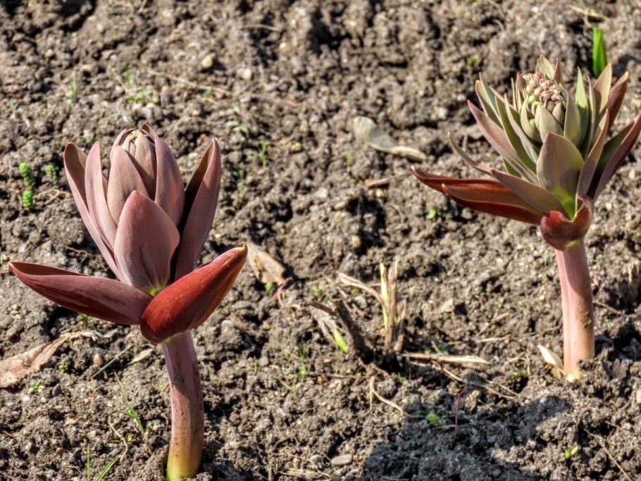 Бодяк корневой клубень
