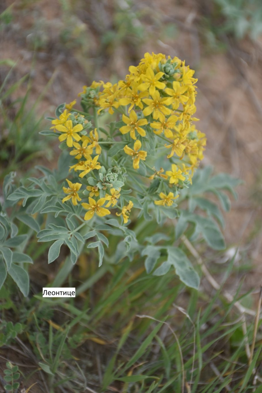 Крахмалоносные и инулиновые растения
