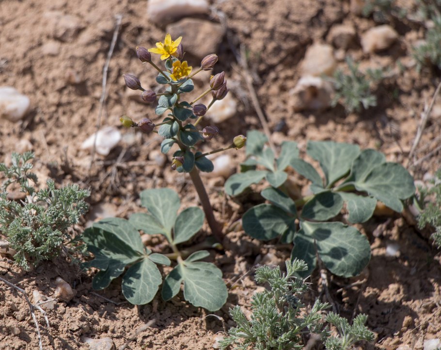 Leontice incerta хозяйственное значение