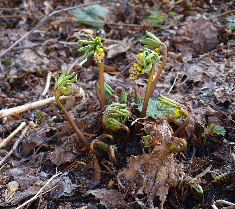 Папоротники гимноспермиум Алтайский