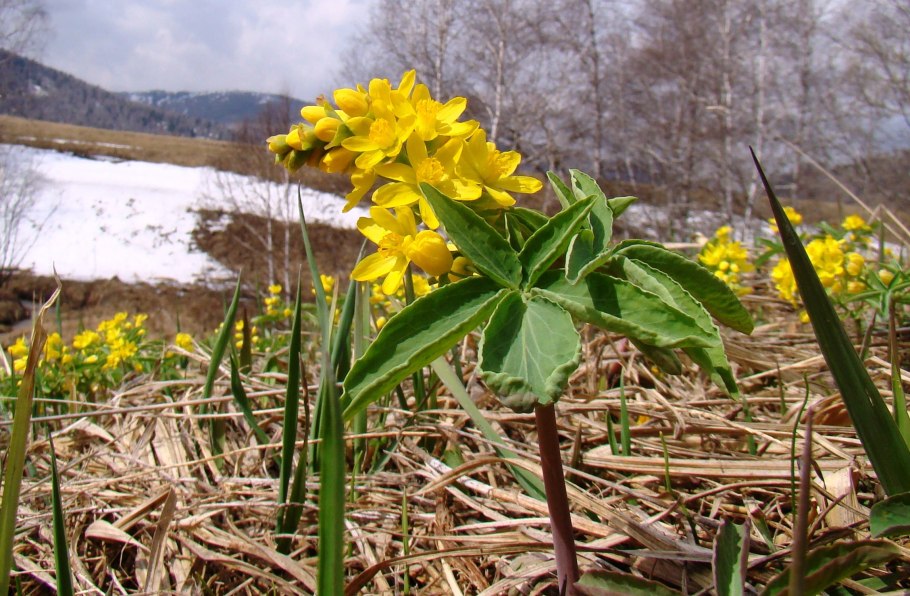 Леонтица Алтайская