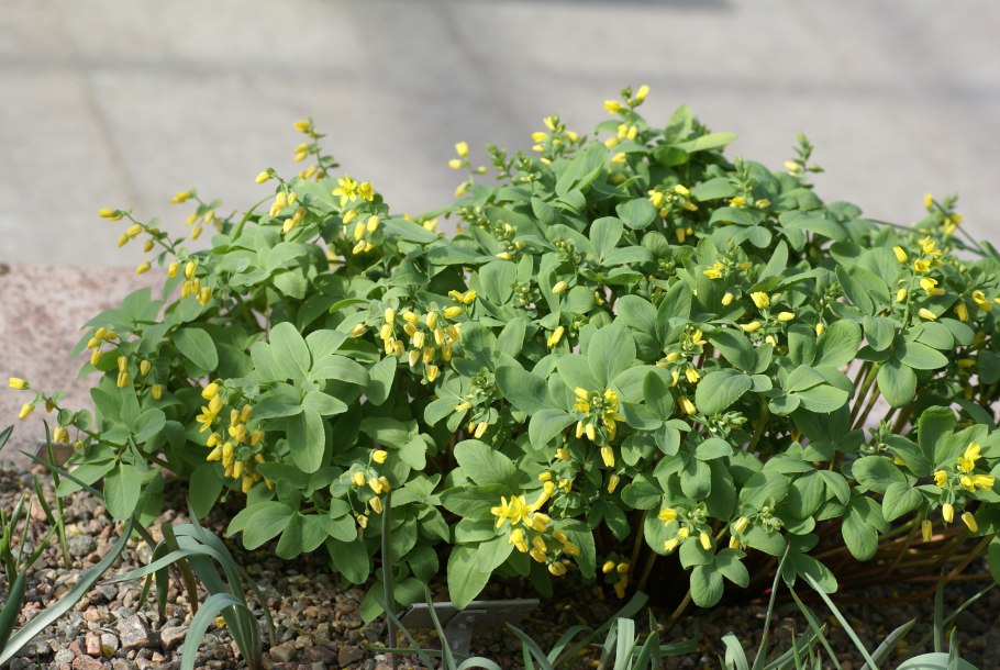 Леонтице Одесская (Gymnospermium Odessanum)