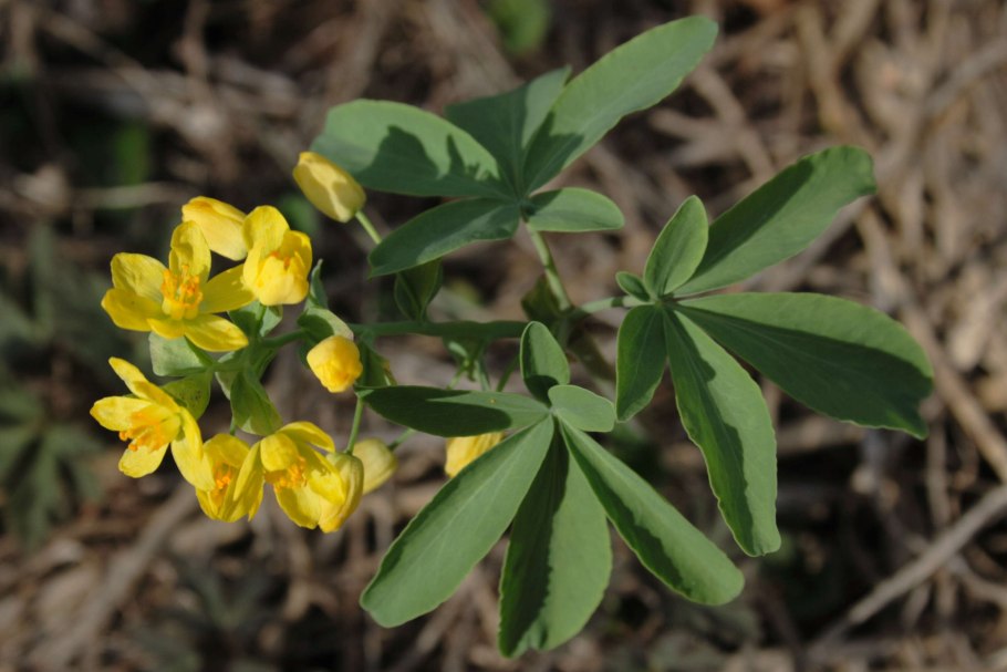 Леонтица Алтайская