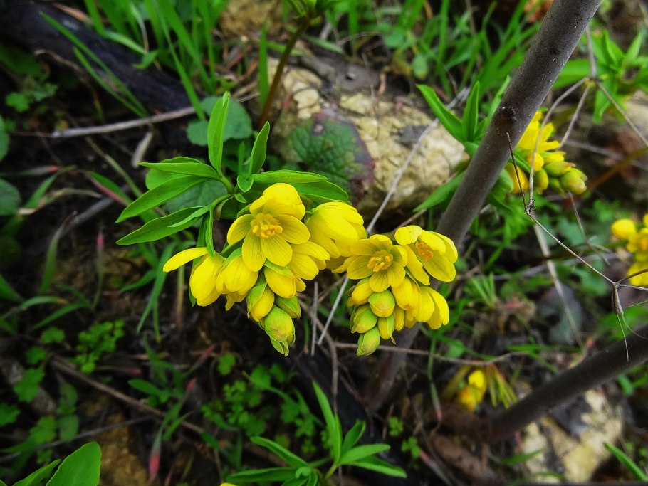 Голосемянник Алтайский