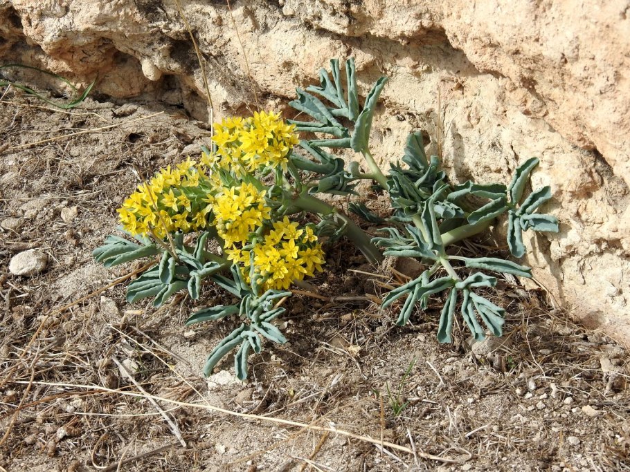 Gymnospermium albertii