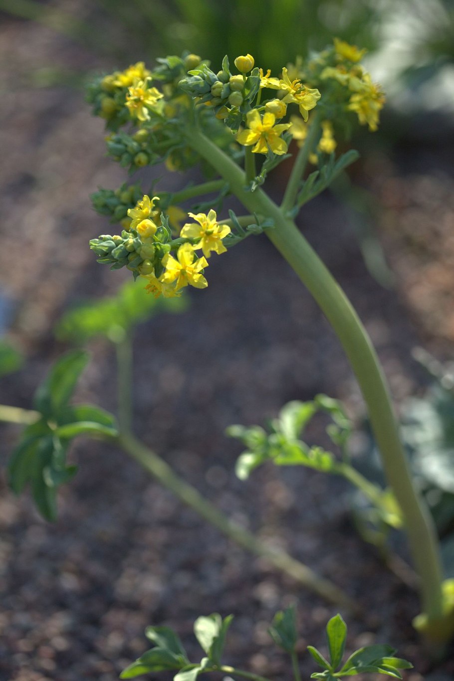 Leontice leontopetalum