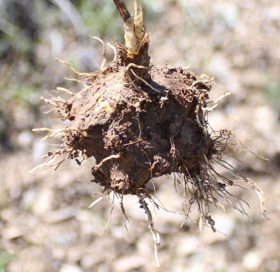 Leontice ewersmannii