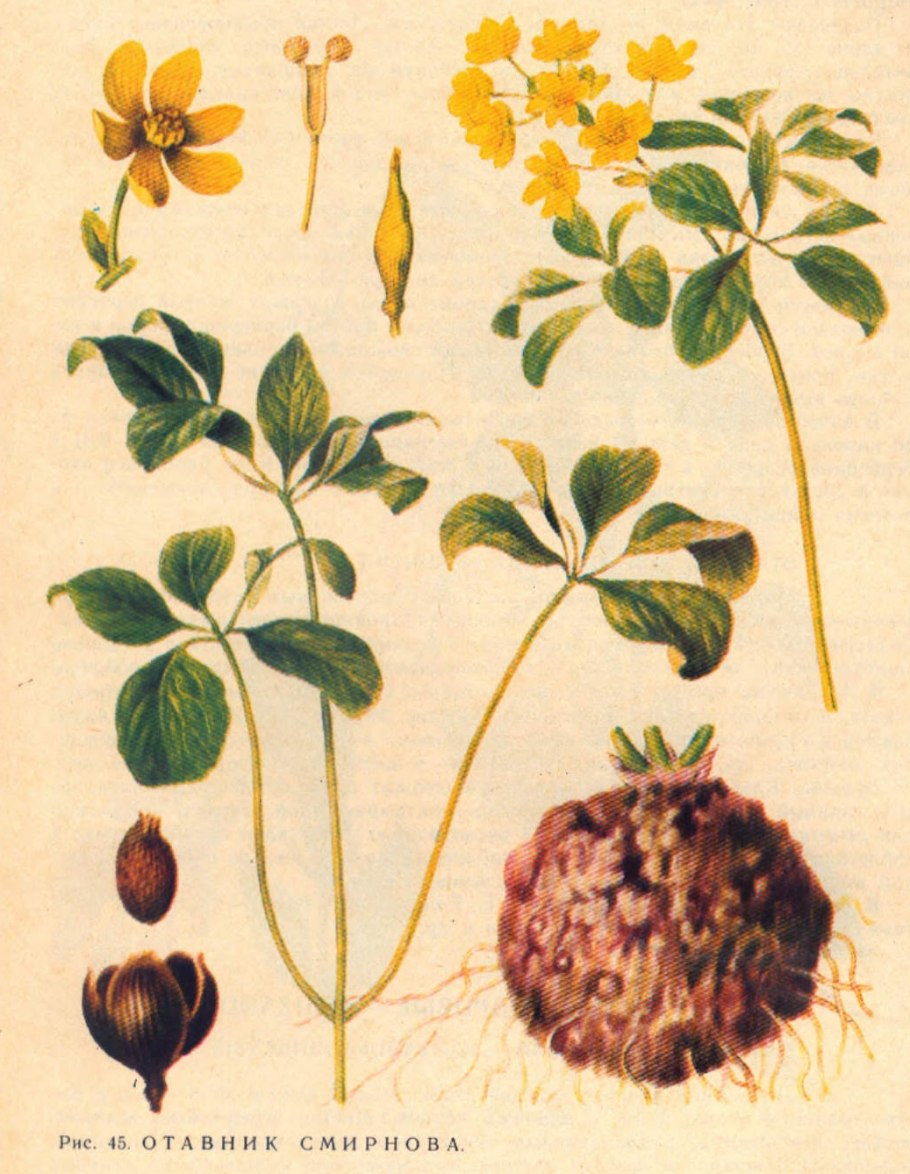 Леонтица Эверсмана