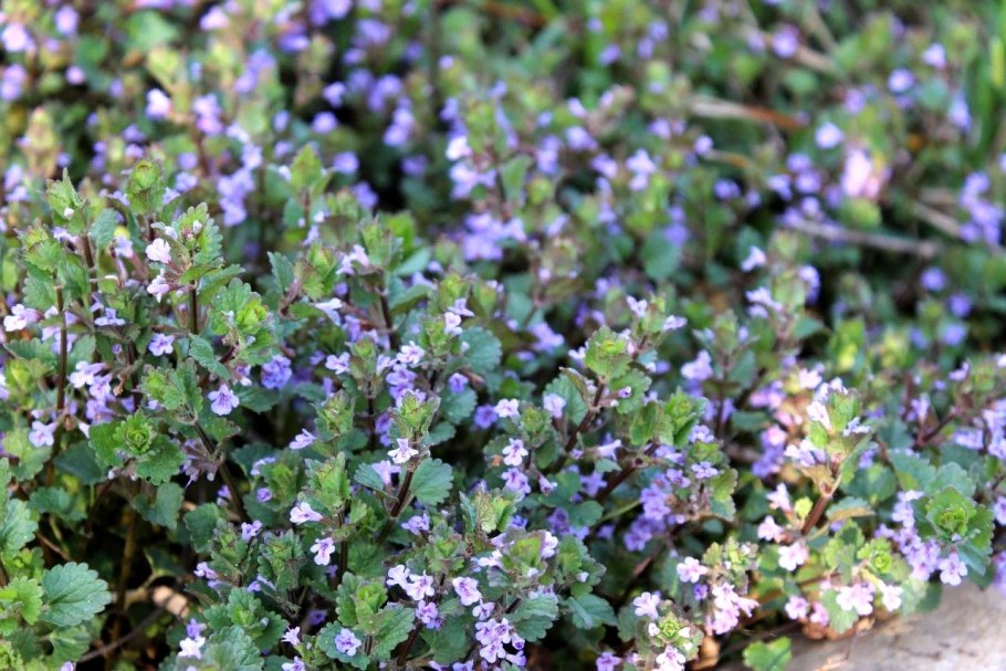 Будра Вариегата