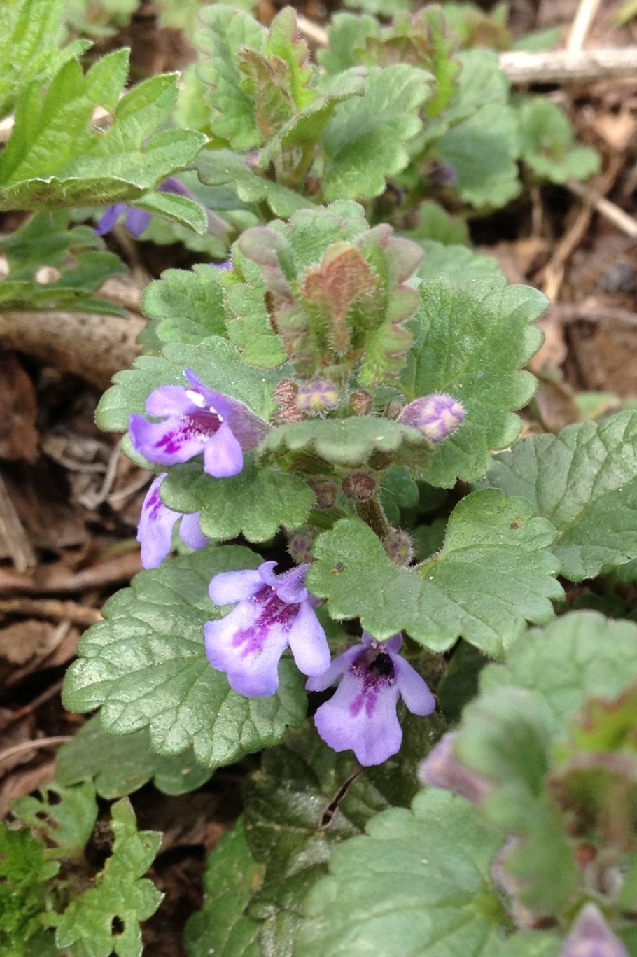 Сорняк будра плющевидная
