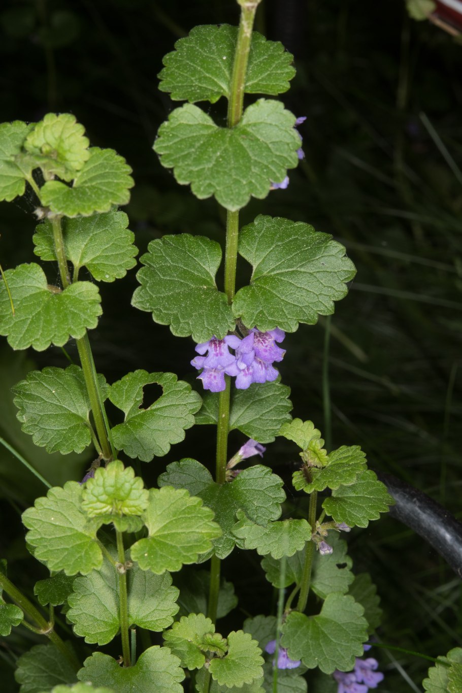 Будра плющевидная семена