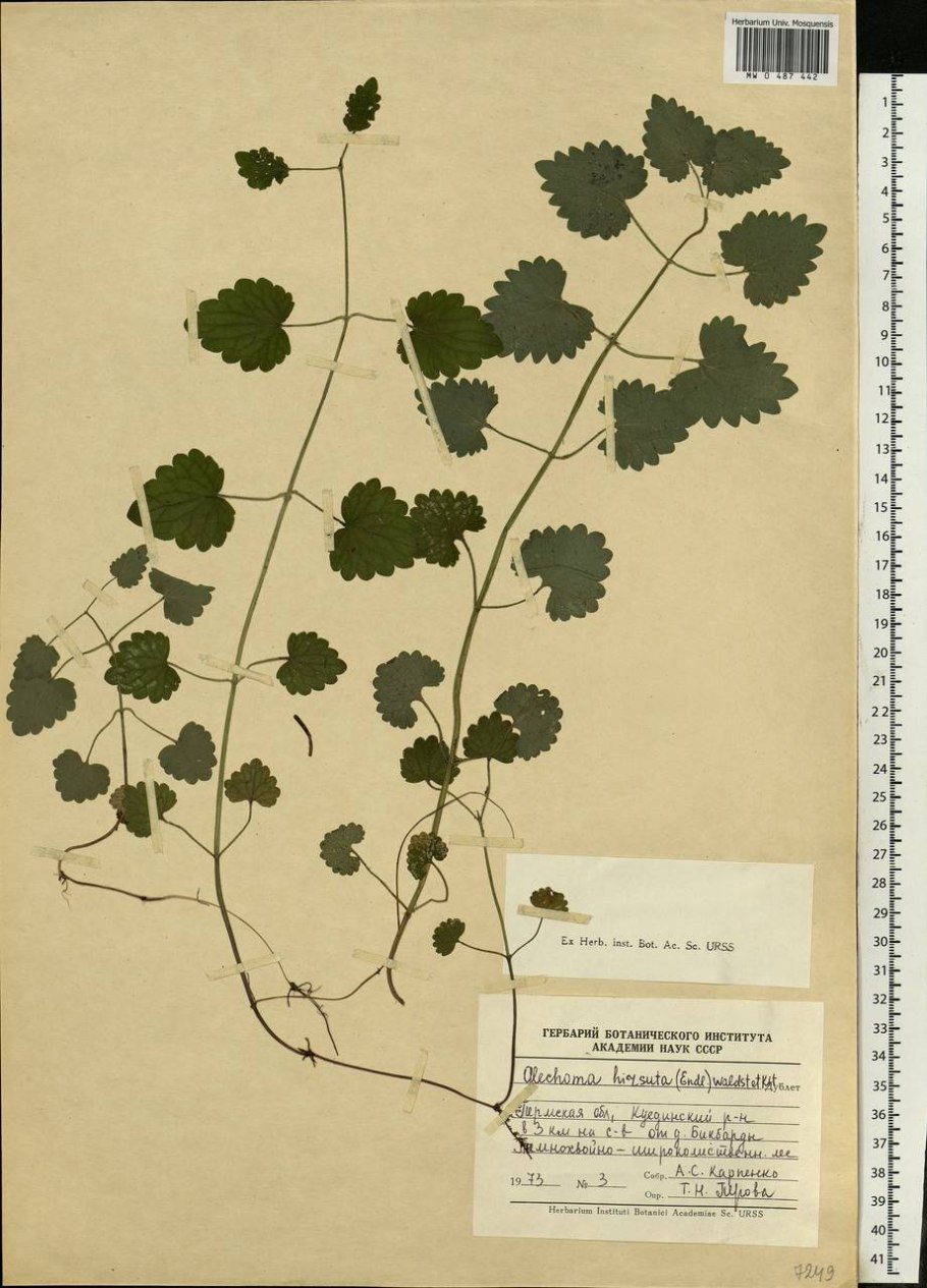 Glechoma hederacea гербарий