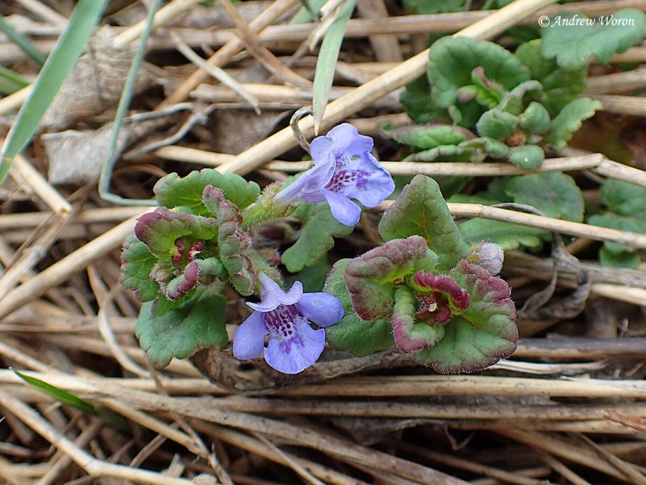 Собачья мята будра плющевидная