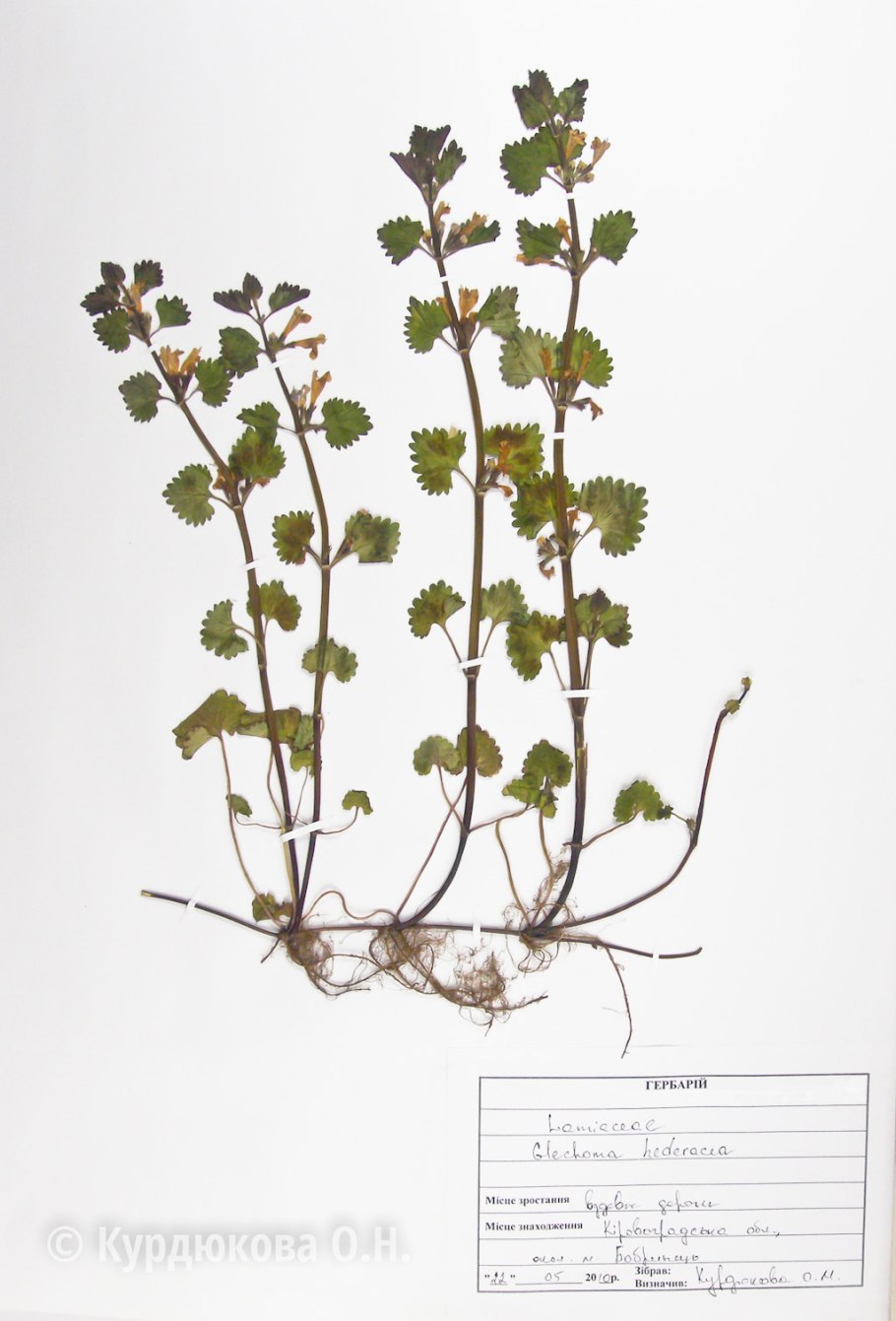 Будра плющевидная glechoma hederacea