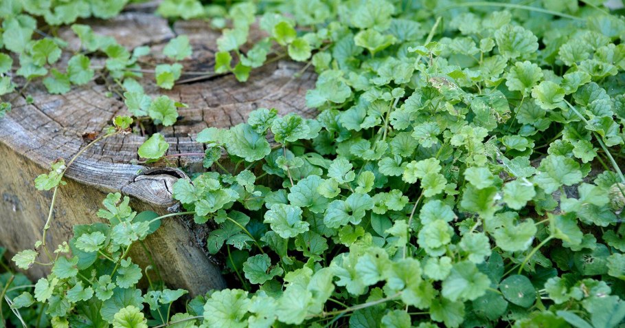 Гербарий душица будра