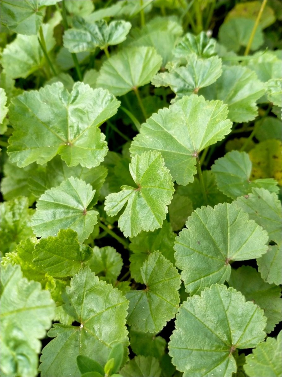 Будра плющевидная Поляна