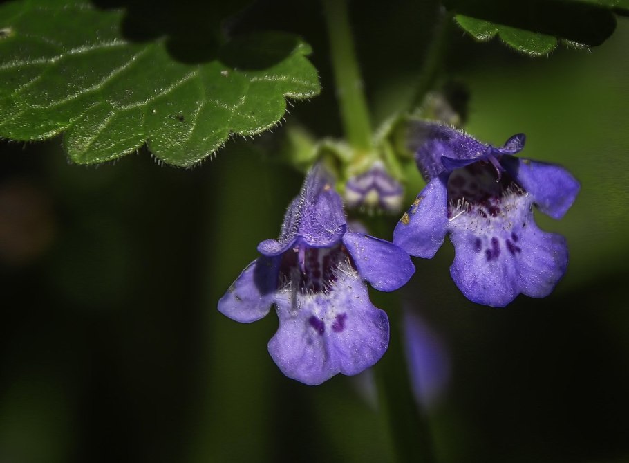 Собачья мята плющевидная