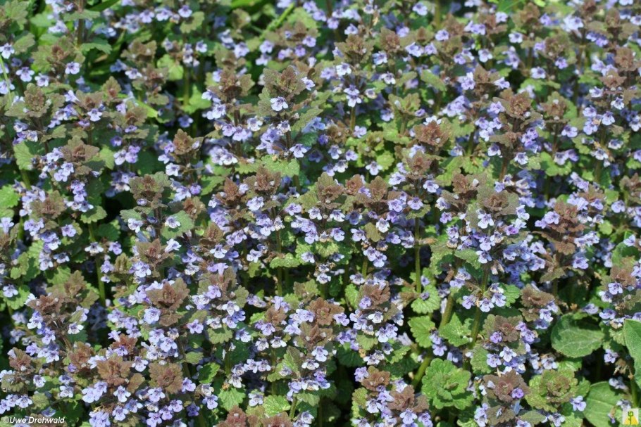 Будра плющевидная листья