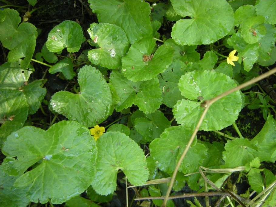 Просвирник приземистый