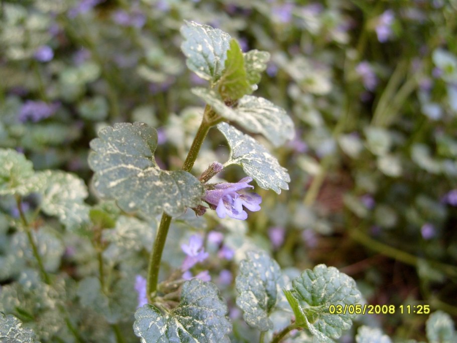 Будра плющевидная