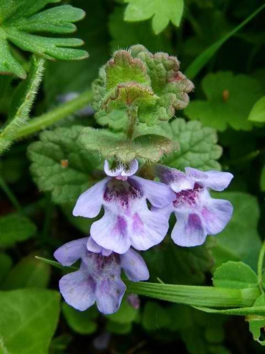 Будра глехома ползучая